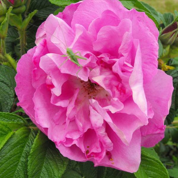 Angelia Purple