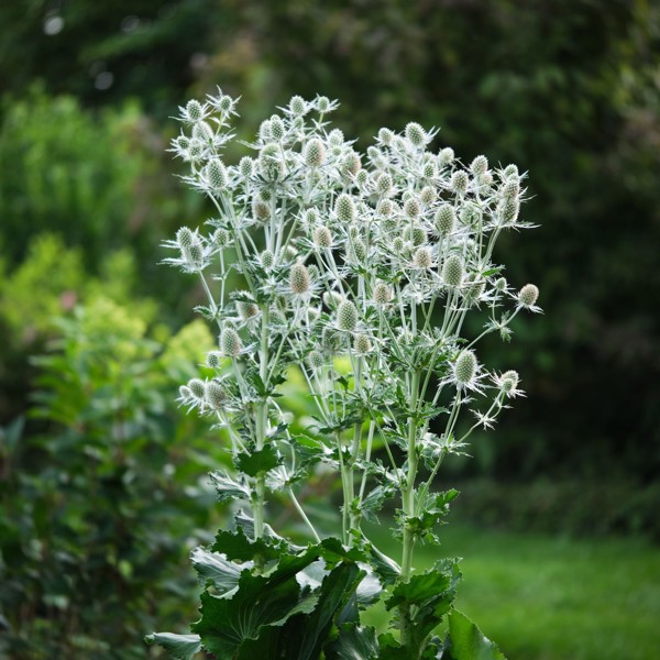 Eryngium planum (Миколайчики плоскі)