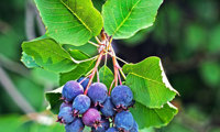 Greatberry Farm