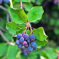 Greatberry Farm