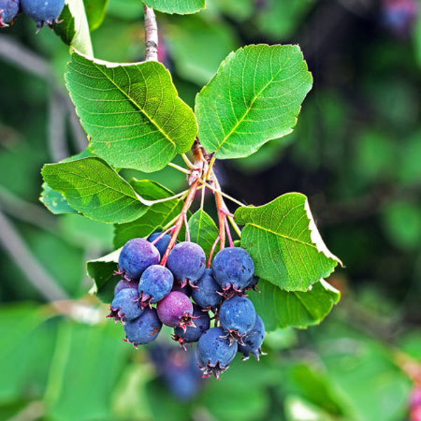 Greatberry Farm