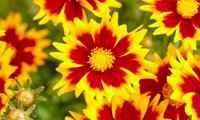 Solar Jewel