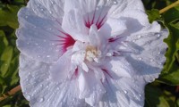 China Chiffon