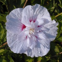 China Chiffon