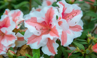 Encore Autumn Starburst