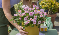 Amirose