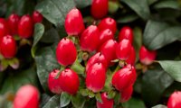 Pocket Gems Red