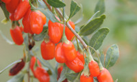 No.1 Lifeberry