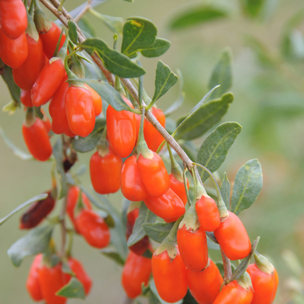 No.1 Lifeberry