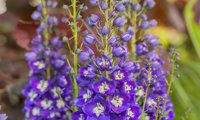 Delgenius Blue Fabulosa
