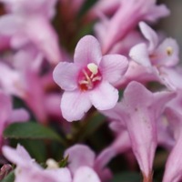 Pink Poppet