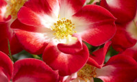 Everglow Ruby