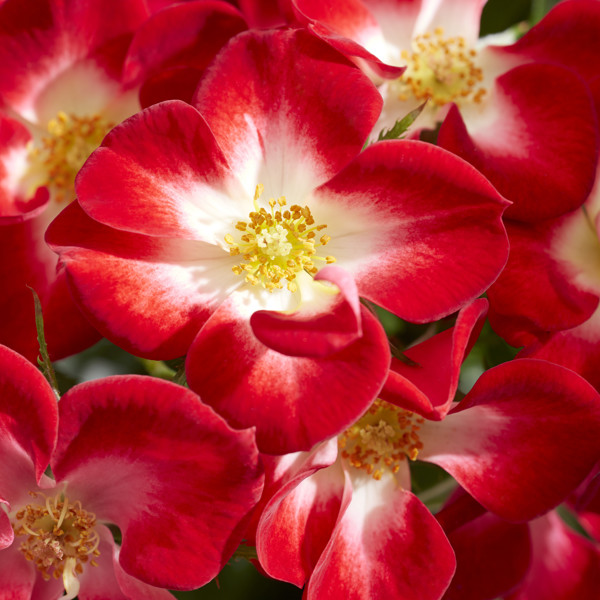 Everglow Ruby