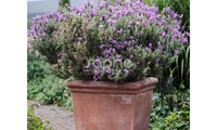 Magical® Posy Purple