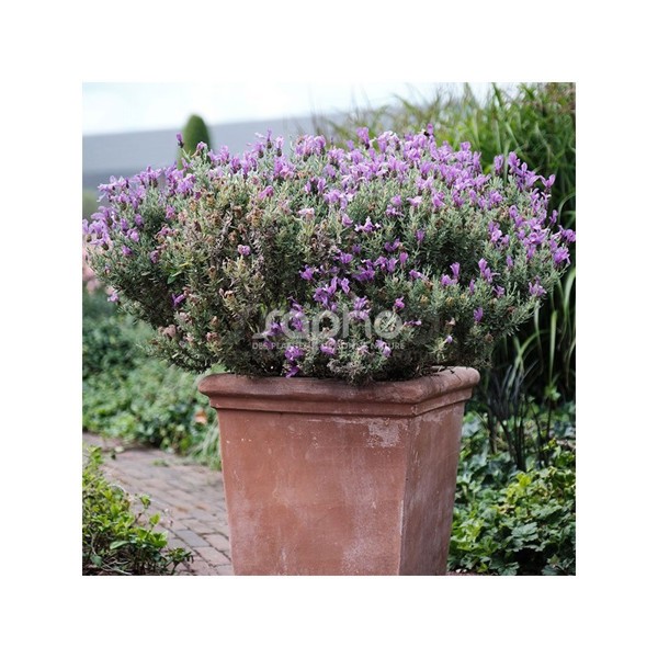 Magical® Posy Purple
