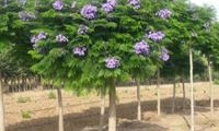 Bonsai Blue