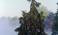 Pendula (Chamaecyparis nootkatensis)