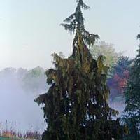 Pendula (Chamaecyparis nootkatensis)
