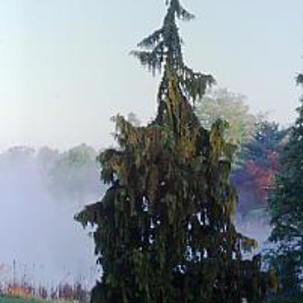 Pendula (Chamaecyparis nootkatensis)