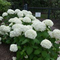 Grandiflora