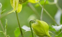 Little Lemons