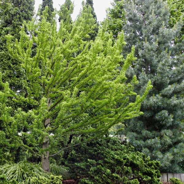 Taxodium distichum (Таксодій дворядний)
