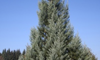 Powdered Blue