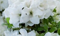 Encore Pure White