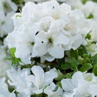 Encore Pure White