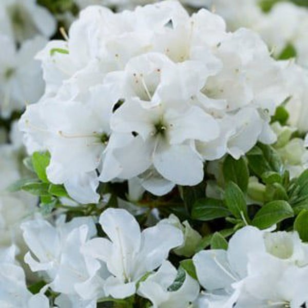 Encore Pure White