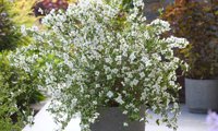 Petite Perfume White