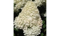Magical® Sweet Summer