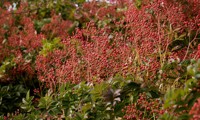 Magical® Red Cascade