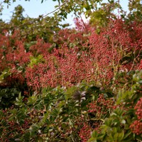 Magical® Red Cascade