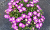 Wheels of Wonder Purple