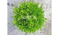 Garden Clouds® Green Breeze