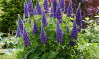 Lupinova Lyanna