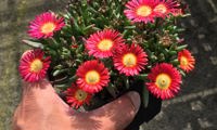 Sun Diamonds Red