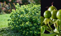Magical® Green Revival
