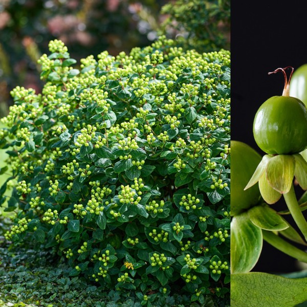 Magical® Green Revival