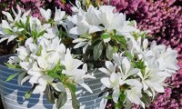 Steren® White