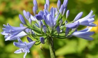 Pitchoune® Blue