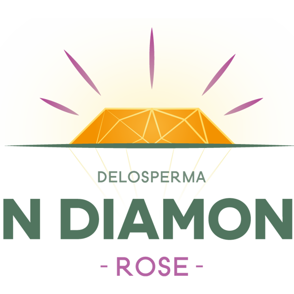 Sun Diamonds Rose