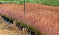 Sunrise (Festuca)