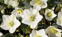 HGC® Ice N' Roses® White