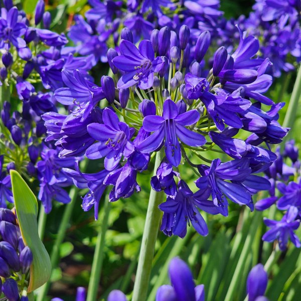 Flower of Love