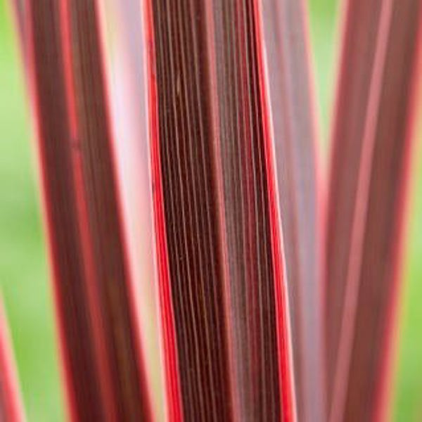 Cordyline × (Кордиліна гібридна)