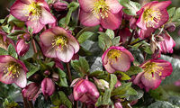 HGC® Ice N' Roses® Mary Marble