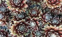 Chick Charms Cosmic Candy