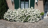 White Dazzler